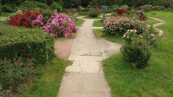 植物园中的玫瑰园以格里什科命名