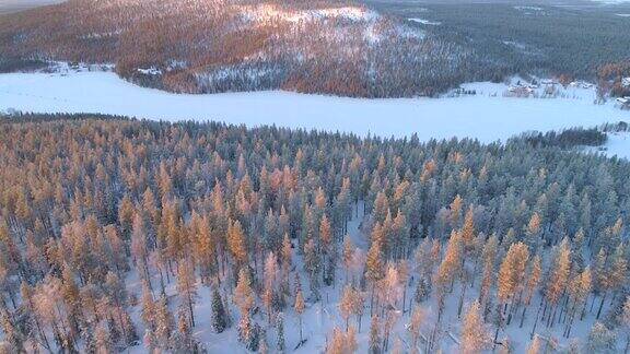 天线:在芬兰冬天寒冷的早晨在积雪的松树林中飞行