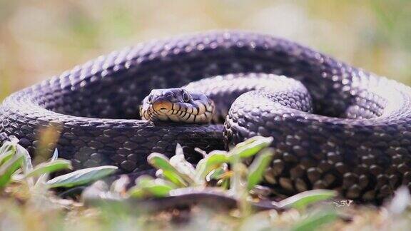 一条大蛇躺在草地上伸出舌头