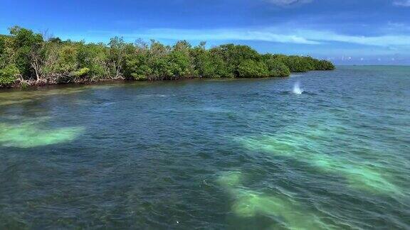 在美国佛罗里达群岛两只溅起水花的海豚游到岸边吃鱼和珊瑚礁