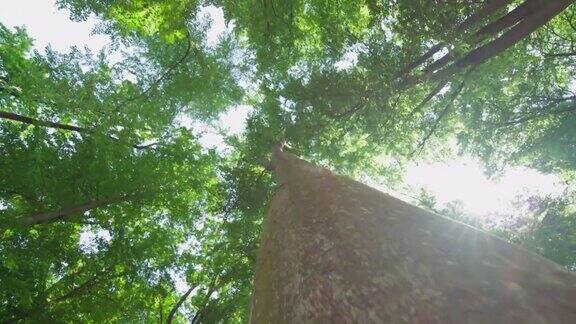 低角度拍摄森林中的树冠