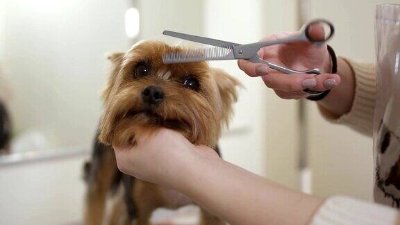 美容师为可爱的小狗剪毛