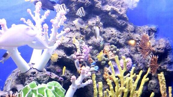 水下的鱼类和珊瑚