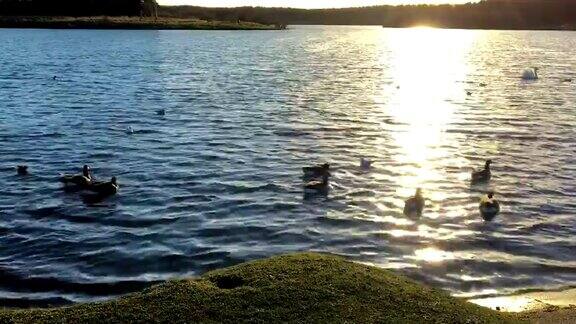 夕阳倒映在荡漾的湖水上鸭子在水中游泳