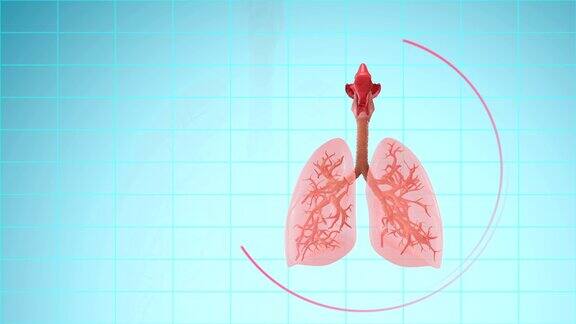 人体肺呼吸系统