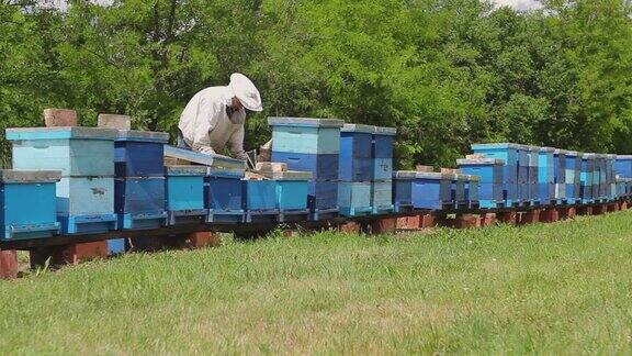 养蜂人、养蜂人正在养蜂场、蜂箱排、养蜂场工作