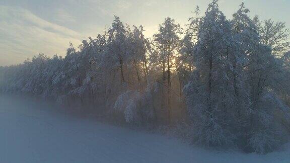 鸟瞰图:冬日日出时金色的阳光穿过雾蒙蒙的树木