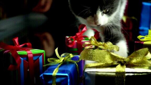 玩圣诞礼物的猫