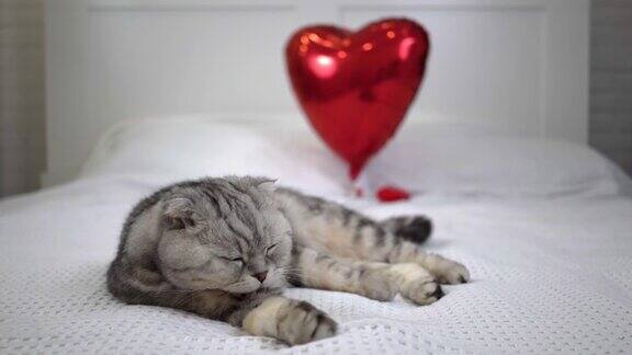可爱的苏格兰折耳毛绒绒的灰色条纹猫躺在床上的白色毯子上