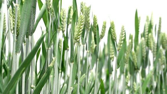 阳光和风下生长的绿色小麦