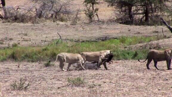 狮子野生危险的哺乳动物非洲草原肯尼亚