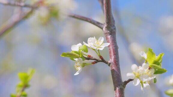 春天盛开的樱桃枝新鲜的樱花春暖花开缓慢的运动