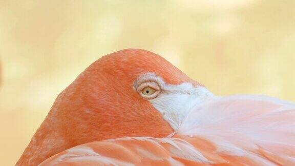 粉色火烈鸟近距离睡觉