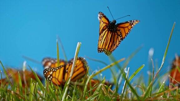 蝴蝶在阳光下飞离草地