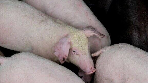 猪躺在谷仓里休息一只猪睁着眼睛看着肉类生产