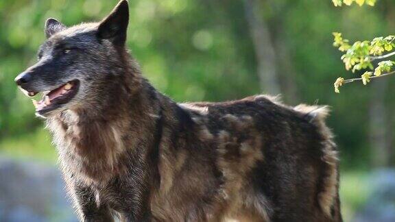野外的一只大灰狼