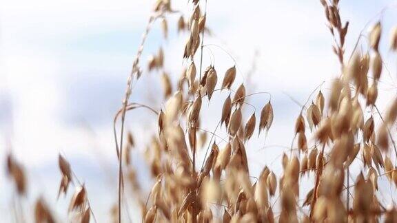 在田野的天空背景上成熟的金穗黑麦、燕麦或小麦在微风中摇曳的特写农业麦田可以收割了世界粮食危机