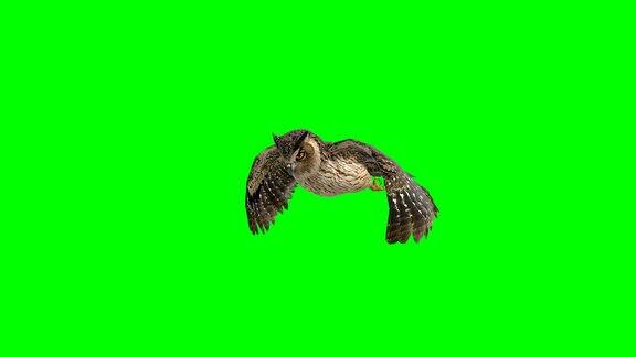 猫头鹰降落绿色屏幕(可循环)