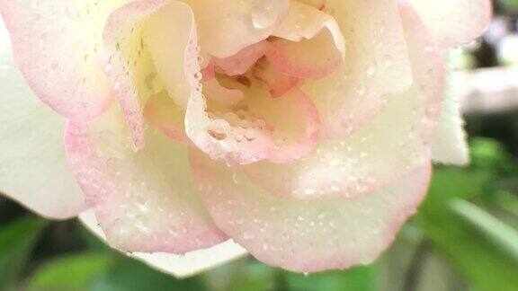 树上的小白玫瑰带着雨滴