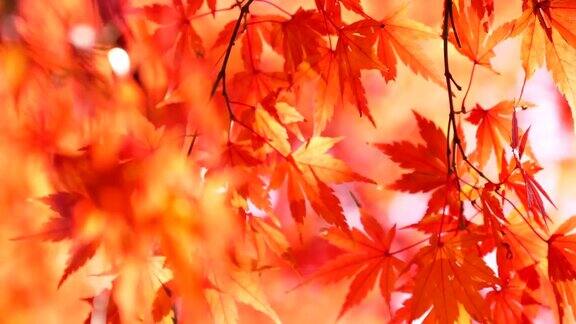 日本秋天的叶子染成了红色
