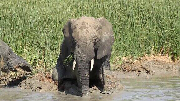 泥沼中的非洲象
