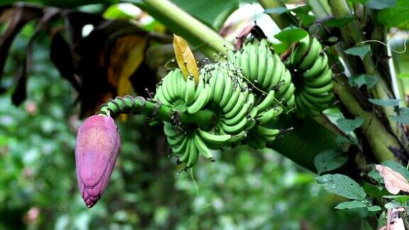 未成熟的香蕉枝在树上带着花