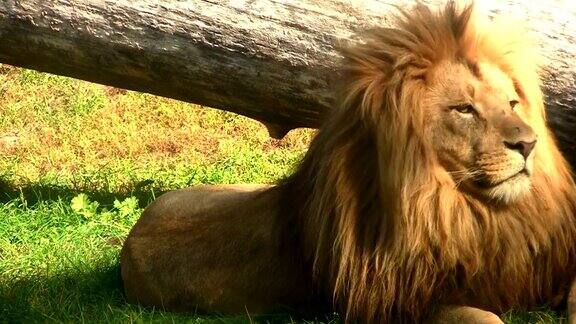 狮子在草地上休息