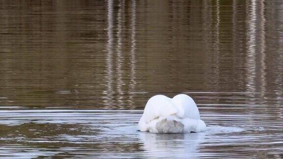 优雅的白天鹅在池塘水面上游动