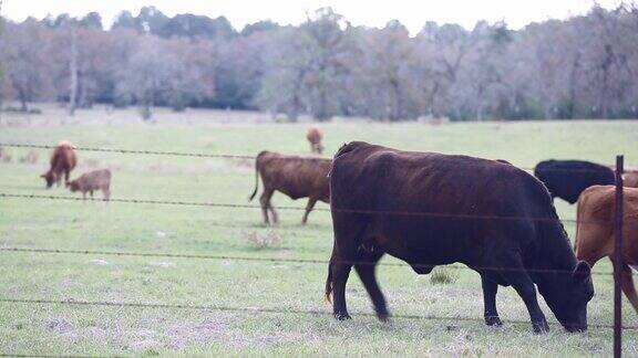 自由放养的肉牛包括公牛、母牛和小牛