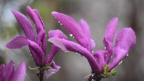 紫玉兰花开在春寒雨中