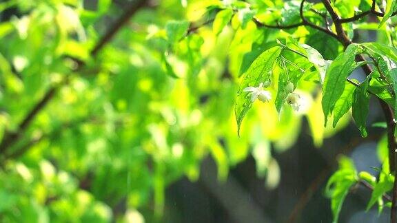 雨点在花园和模糊的绿色背景移动的风和阳光在下午的树叶反射1