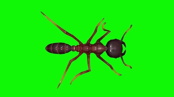 慢动作行走的蚂蚁在色度键上动物野生动物游戏回到学校3d动画短视频电影卡通有机色度键角色动画设计元素循环