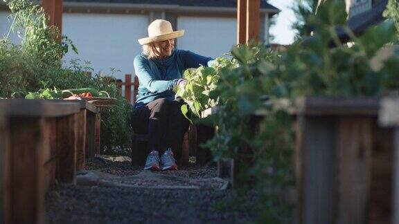 在一个阳光明媚的日子里一位迷人的白人妇女坐在她五十多岁的板条箱里在她养大的菜圃中在她的房子旁边收获蔬菜