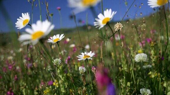 夏季阿尔卑斯山草地上的野花迎风摇曳