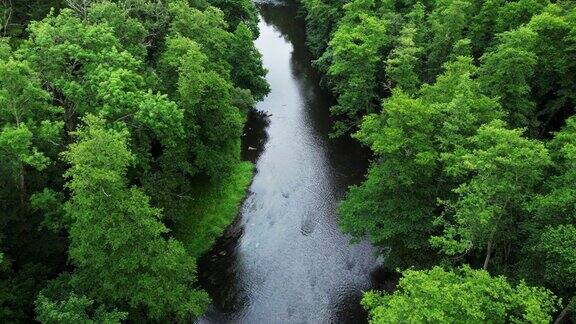 山间河流在森林里