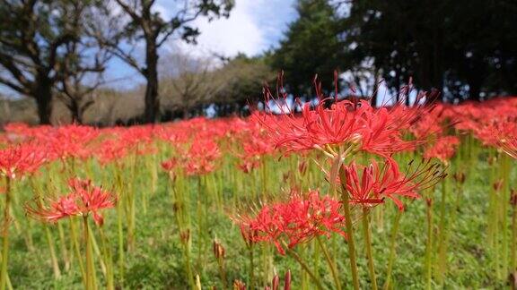 美丽的一簇孤挺花盛开在吉野公园