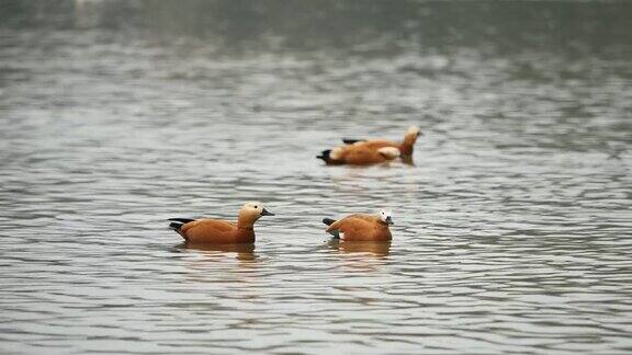 早春的时候红色的贝壳鸭(Tadornaferruginea)或婆罗门鸭(Brahminyduck)在湖上游来游去