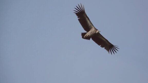 巨大的秃鹫在飞行低角度的视角