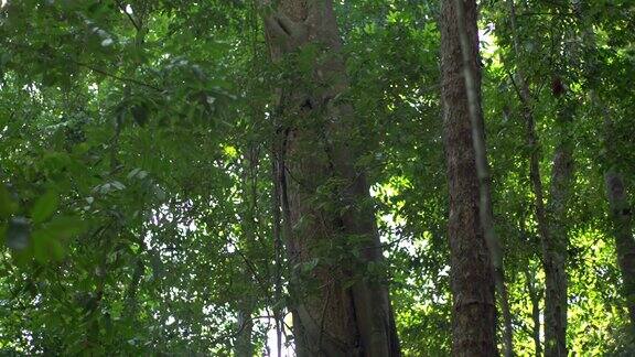 位于热带雨林中部被蔓藤覆盖的巨大树干