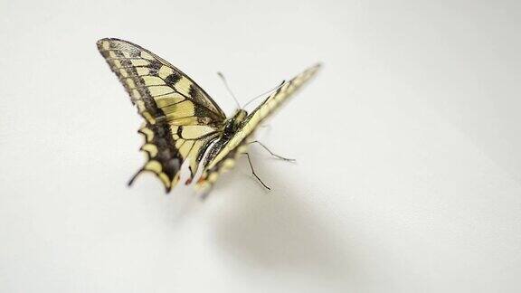 一只蝴蝶在白床单上爬行
