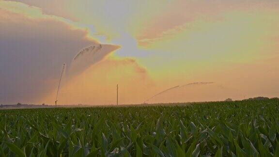 农业洒水器在玉米地上旋转