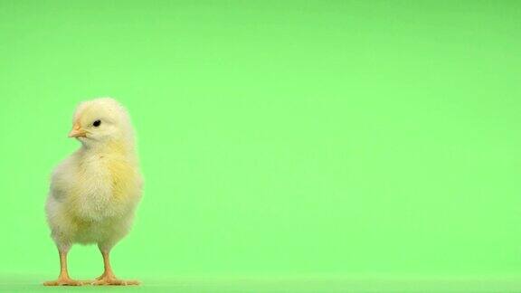 小鸡站在绿色钥匙前唧唧喳喳