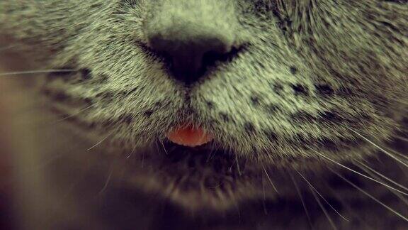 猫伸出舌头微距镜头有趣的宠物特写