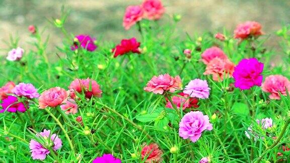 马齿苋玫瑰太阳植物粉红色和洋红色的花盛开在花园里