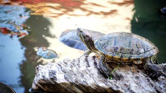 龟红耳滑龟和“长尾秀丽”在池塘的岩石上晒日光浴高清