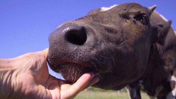 人类的手触摸有趣的小牛的鼻子农业和畜牧业