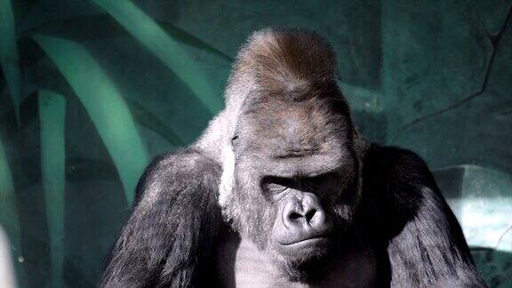 一只雄性大猩猩的面部姿势严重的银背