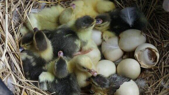 可爱的小鸭子从蛋里孵出来许多新出生的小鸭子