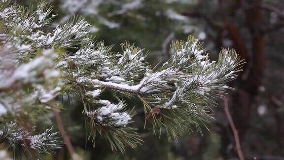松枝上覆盖着雪靠近松针