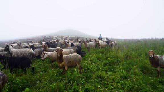 羊群在草地上吃草